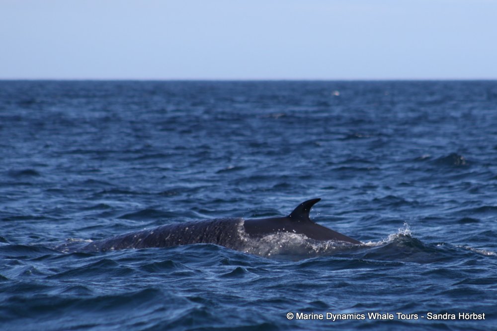 bryde's whale, whale watching, gansbaai, south africa,
