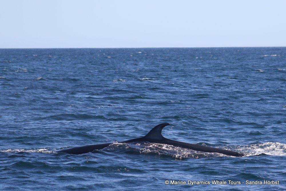 bryde's whale, whale watching, gansbaai, south africa,