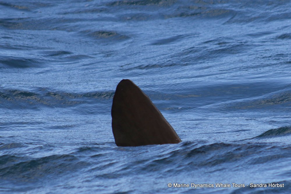 sunfish, whale watching, gansbaai, south africa