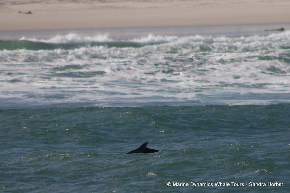 dolphin, whale watching, gansbaai, south africa,