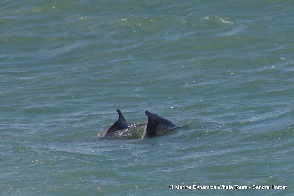 dolphin, whale watching, gansbaai, south africa,