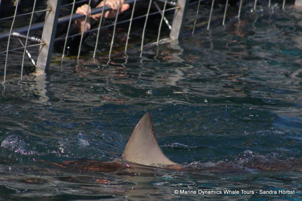bronze whaler shark, whale watching, gansbaai, south africa,