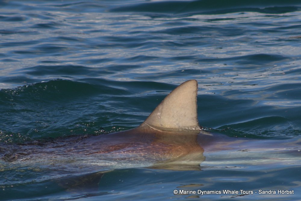 bronze whaler shark, whale watching, gansbaai, south africa,