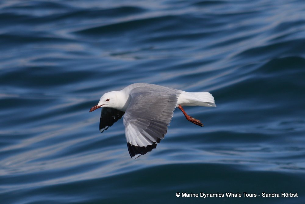 gull, whale watching, gansbaai, south africa,