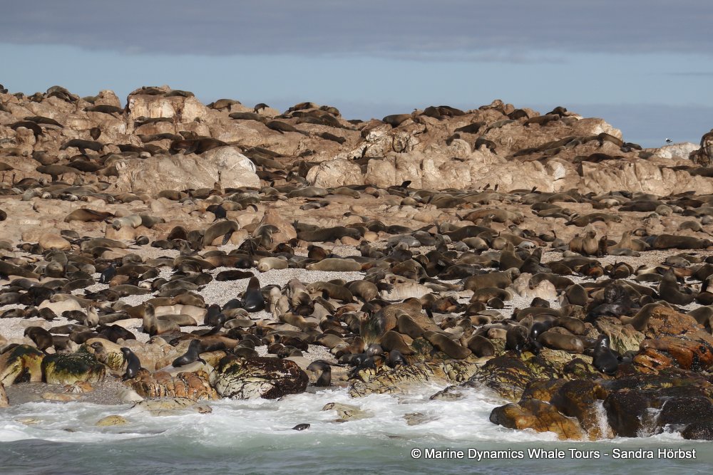 cape fur seal, whale watching, gansbaai, south africa