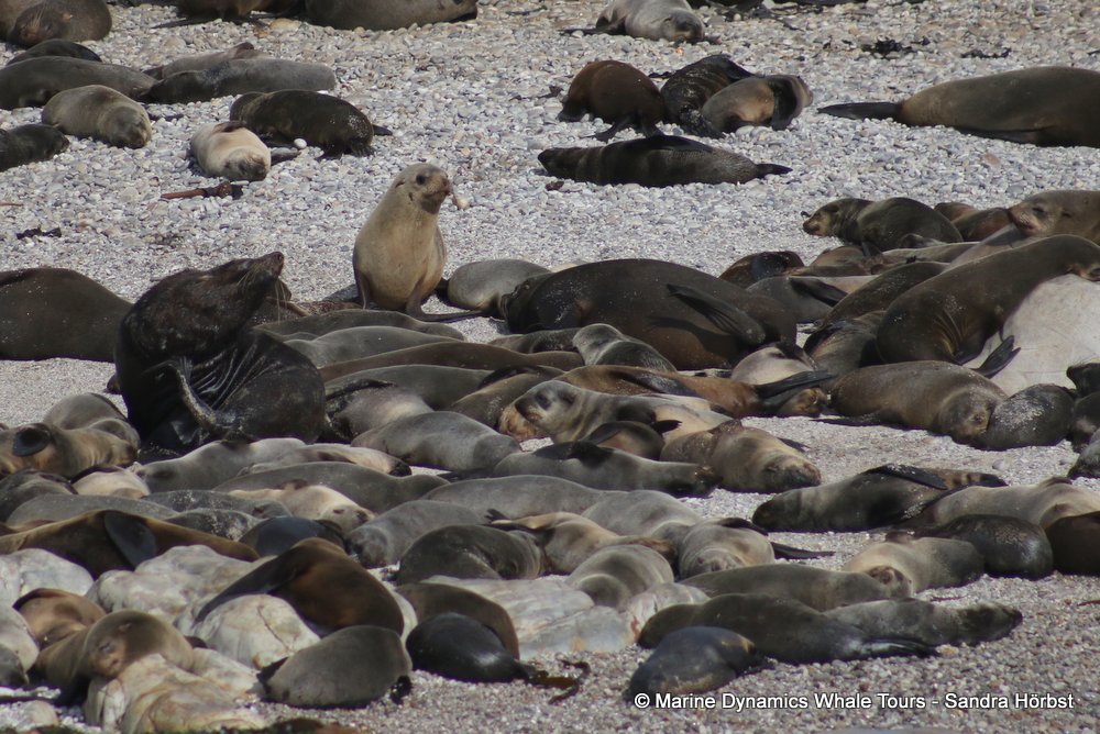 cape fur seal, whale watching, gansbaai, south africa