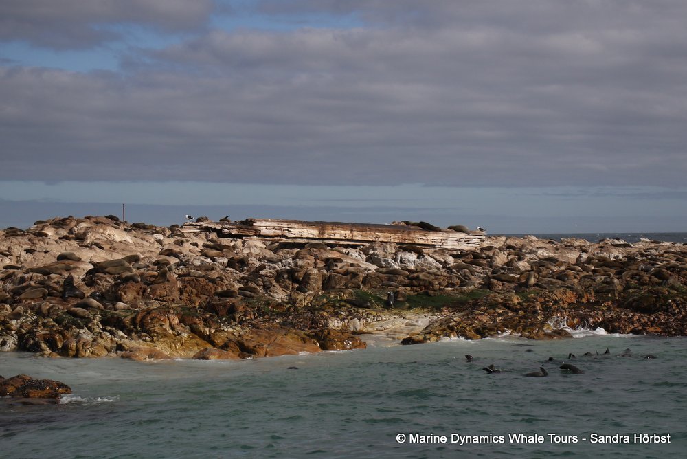 cape fur seal colony, whale watching, gansbaai, south africa,