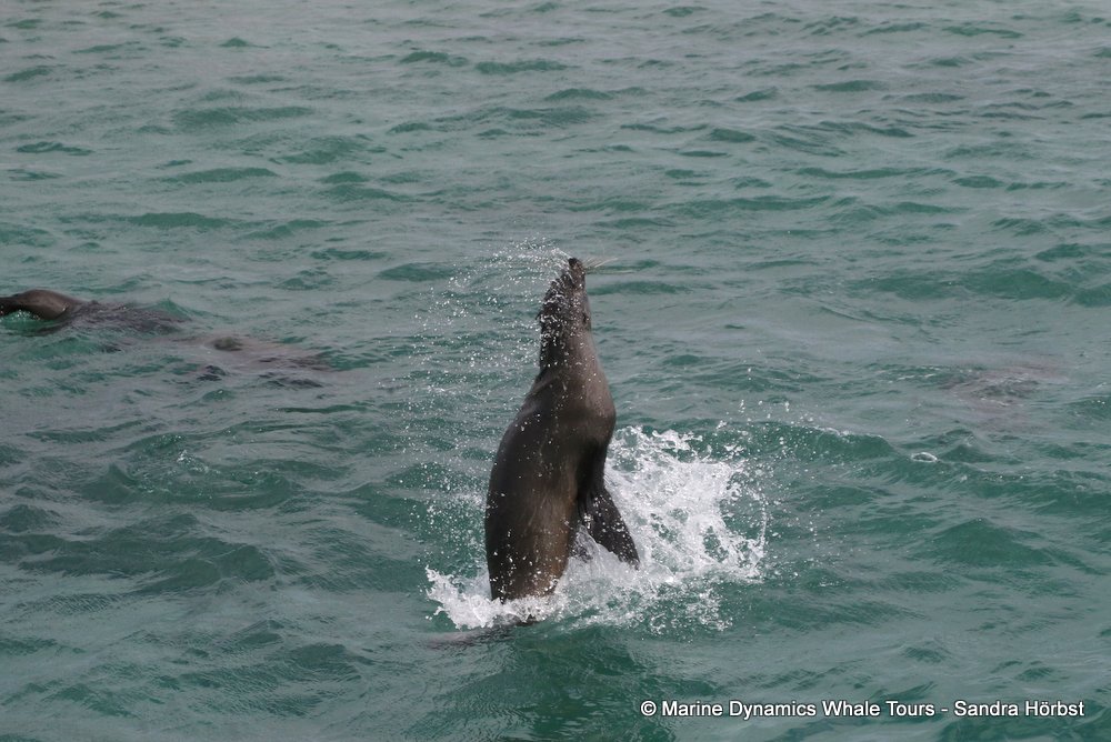 cape fur seal, whale watching, gansbaai, south africa