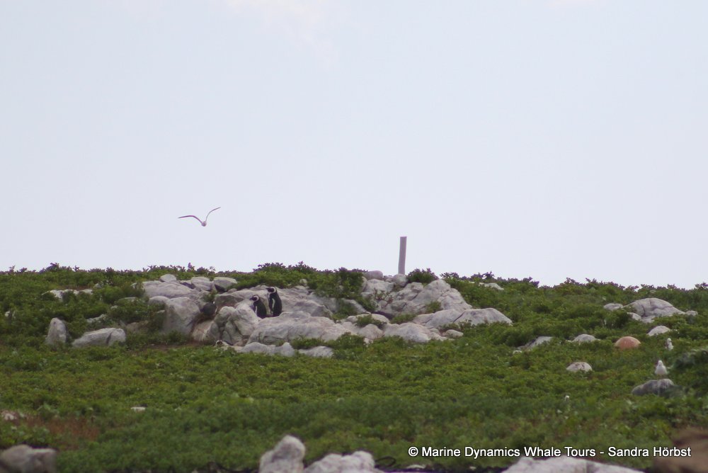 penguins, whale watching, gansbaai, south africa,