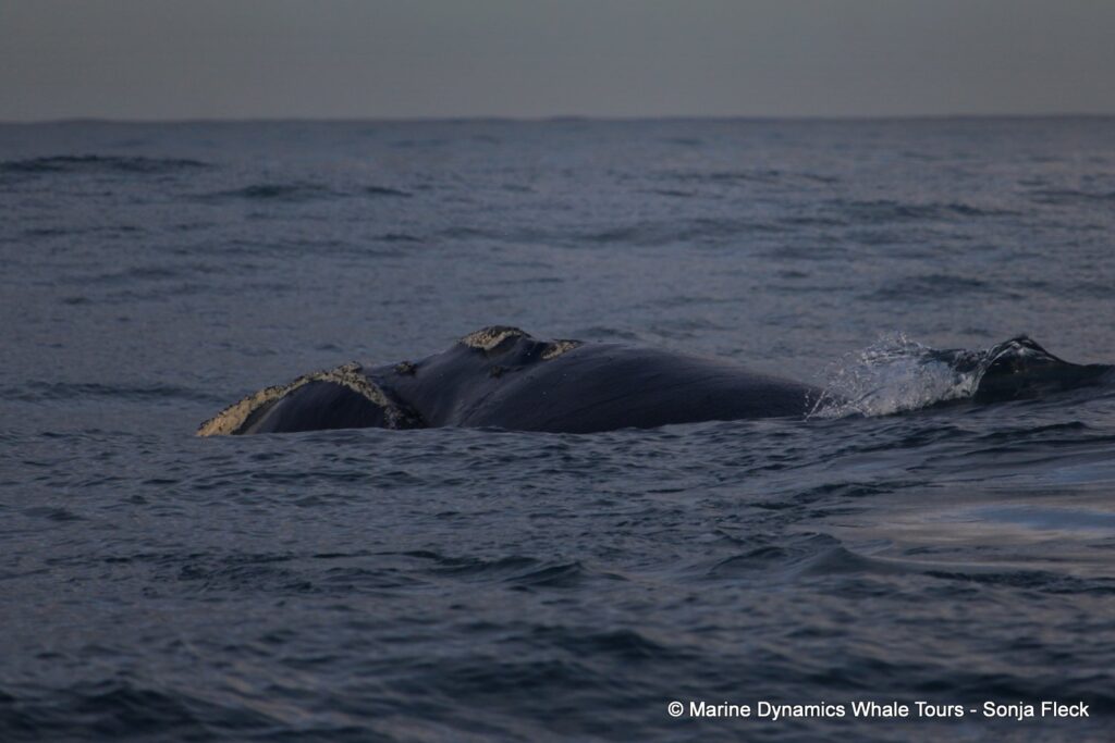 Southern right whale, whale watching, gansbaai, south africa,