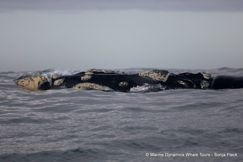 Southern right whale, whale watching, gansbaai, south africa,