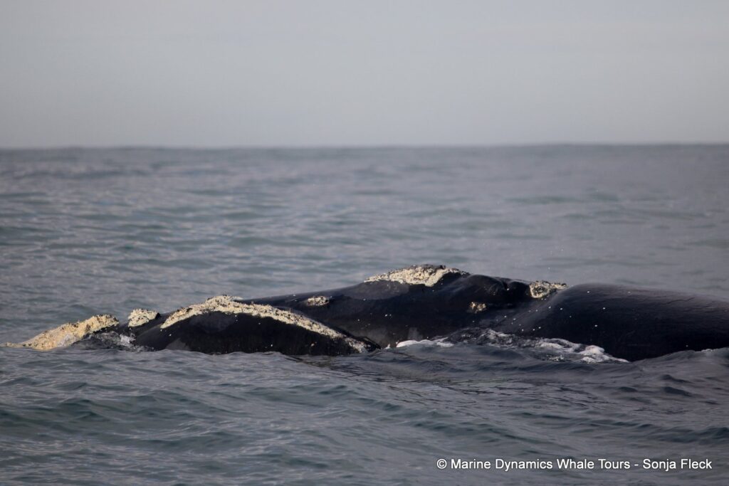 Southern right whale, whale watching, gansbaai, south africa,