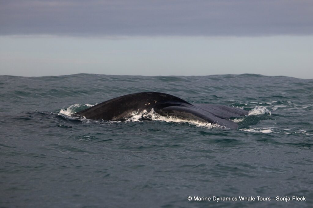 Southern right whale, whale watching, gansbaai, south africa,