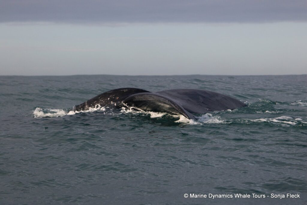 Southern right whale, whale watching, gansbaai, south africa,