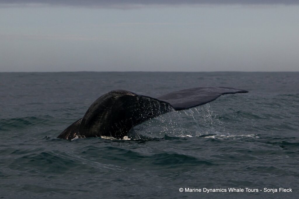 Southern right whale, whale watching, gansbaai, south africa,