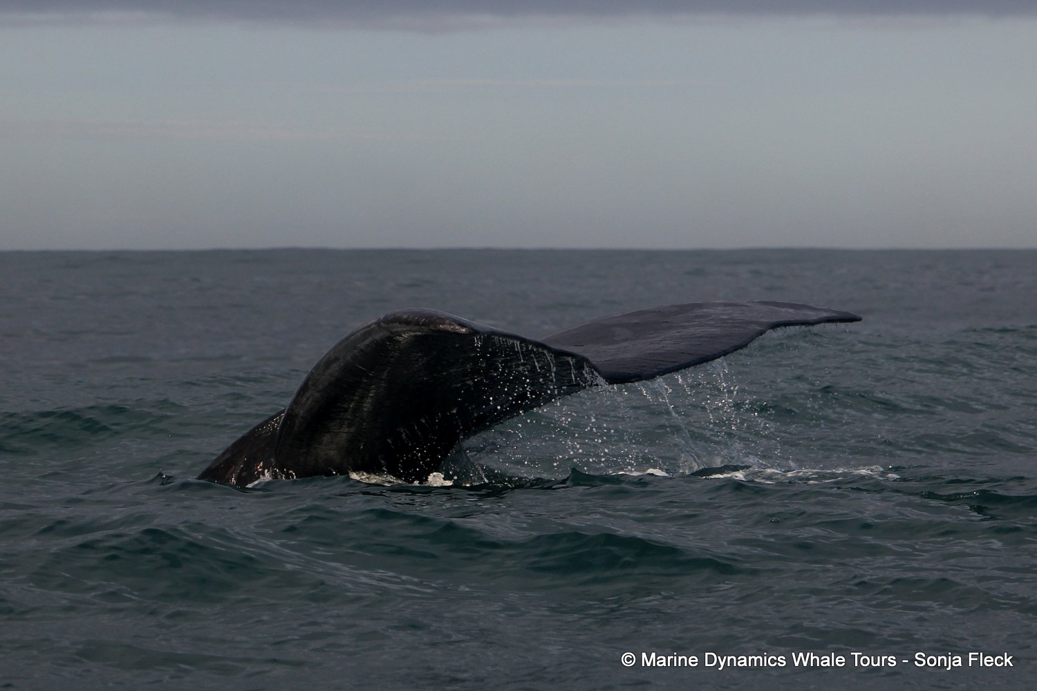 Marine Big 5 Daily Blog 18 June