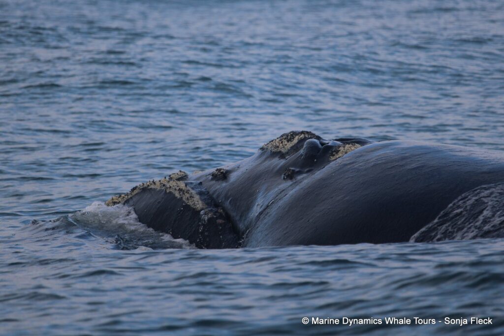 Southern right whale, whale watching, gansbaai, south africa,