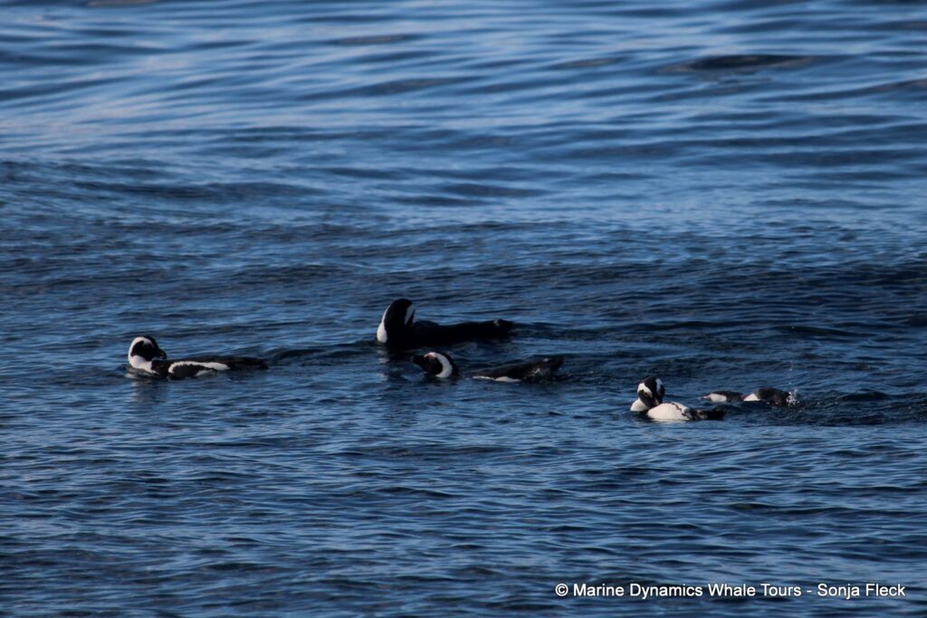 african penguin, whale watching, gansbaai, south africa