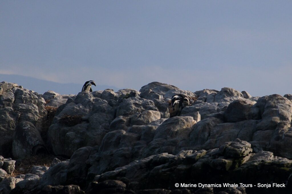 african penguin, whale watching, gansbaai, south africa
