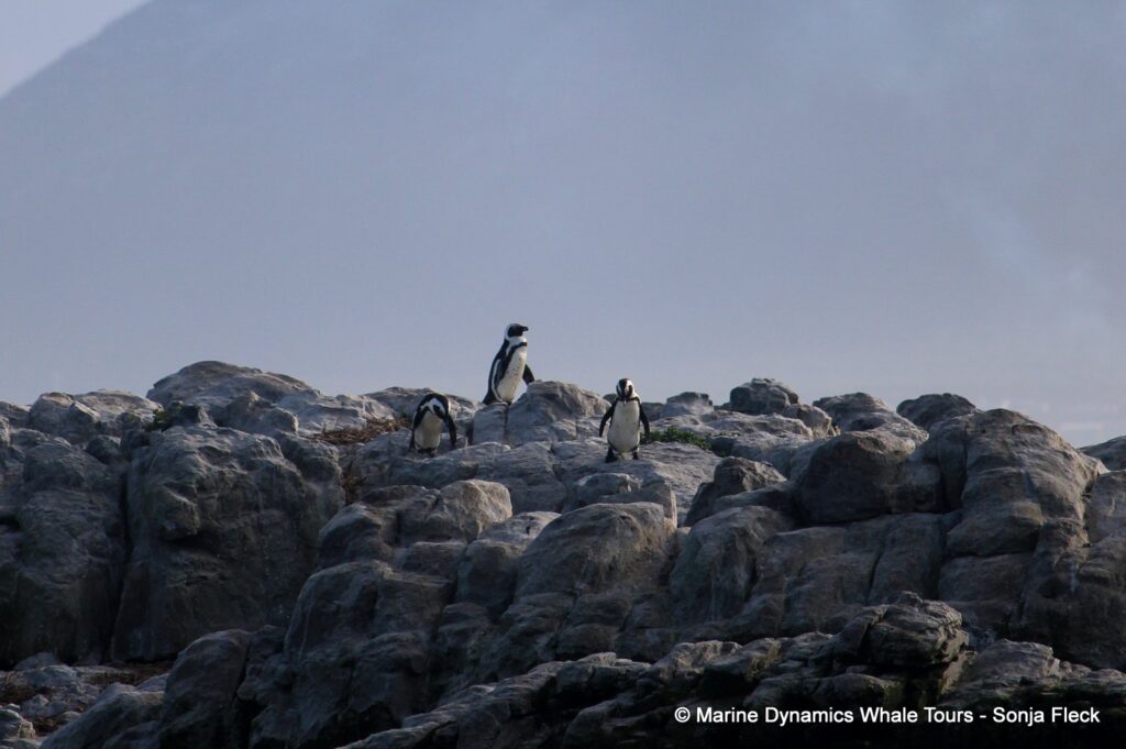 african penguin, whale watching, gansbaai, south africa