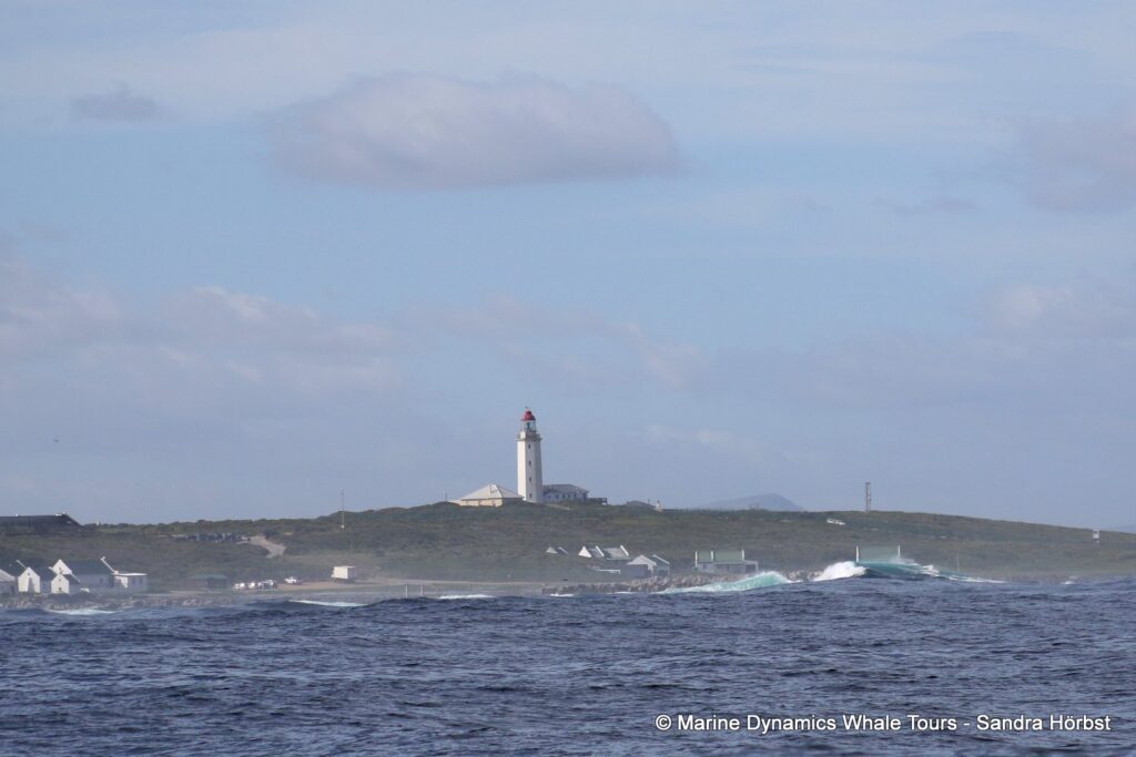 Danger Point, whale watching, gansbaai, south africa,
