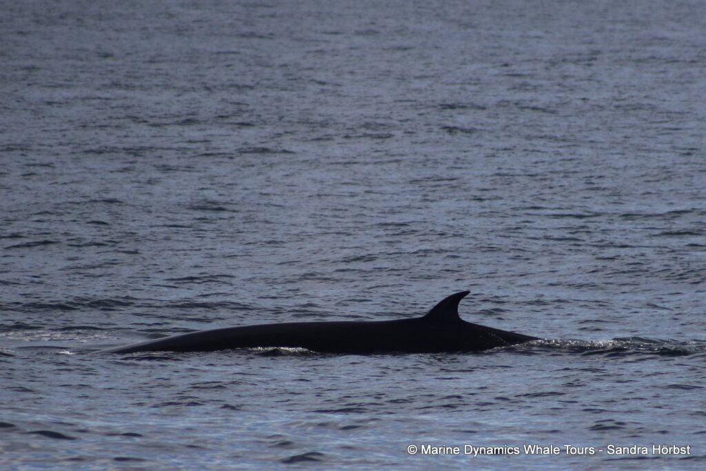 bryde's whale, whale watching, gansbaai, south africa,