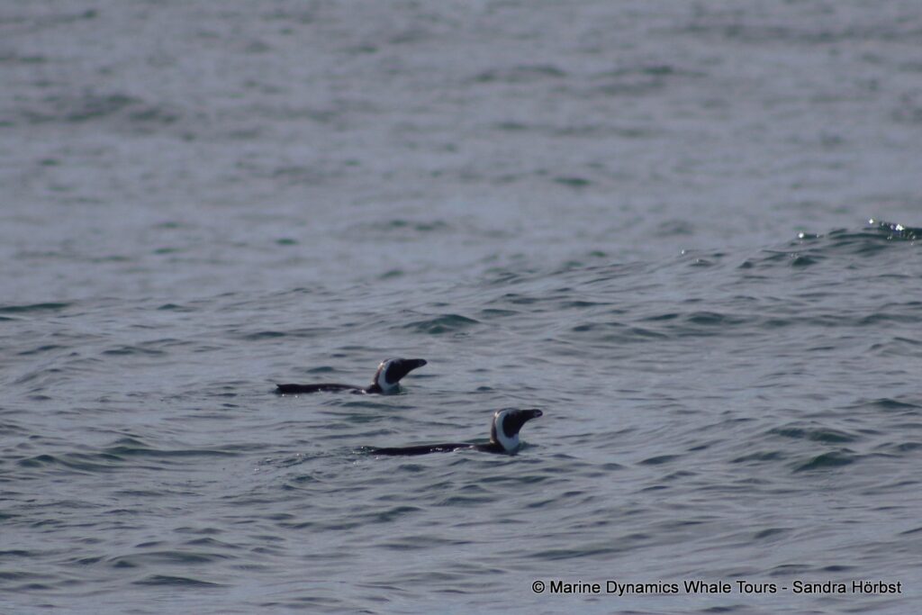 penguins, whale watching, gansbaai, south africa,