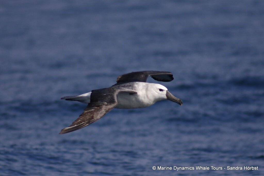 albatross, whale watching, gansbaai, south africa