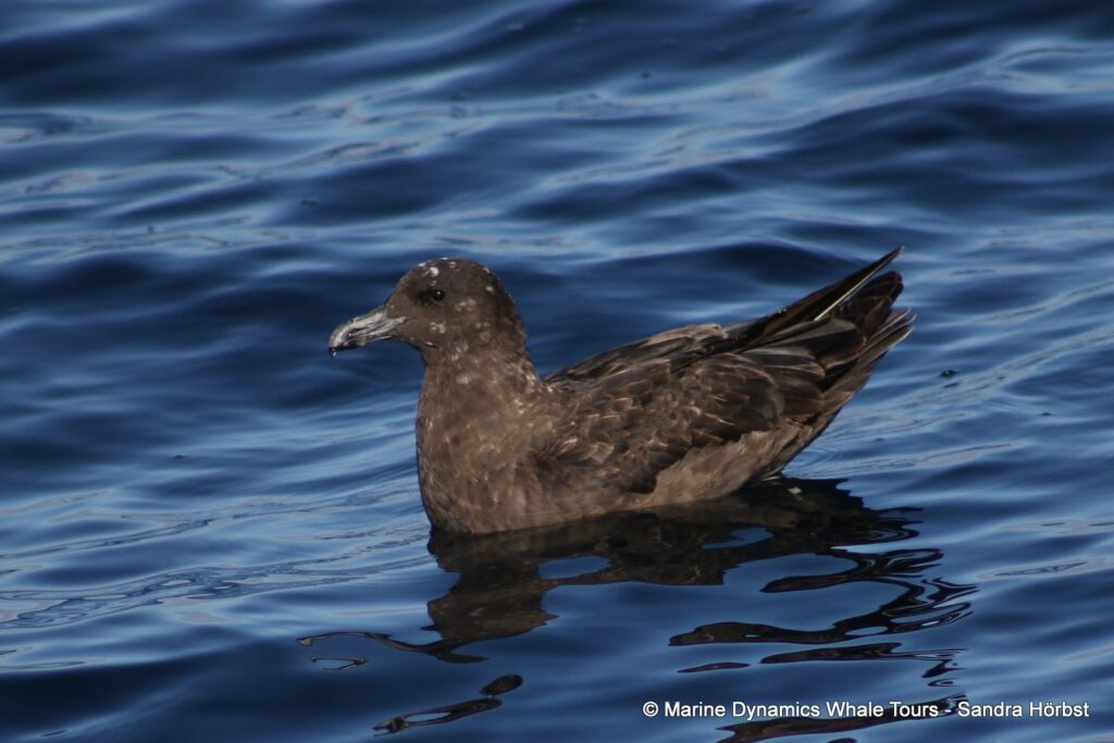 skua, whale watching, gansbaai, south africa