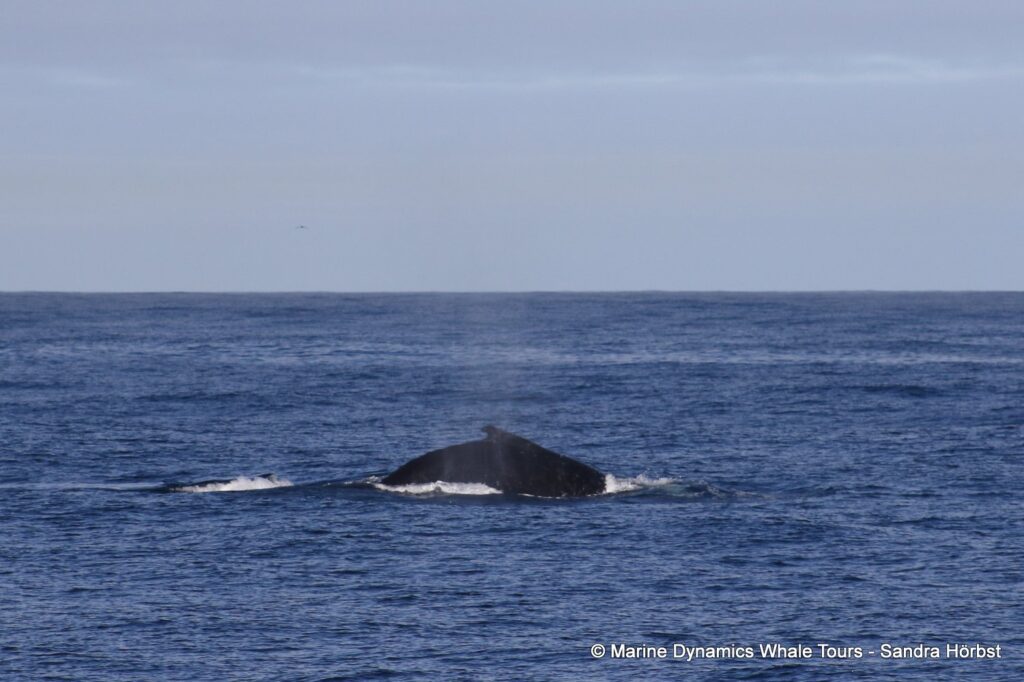 humpback whale, whale watching, gansbaai, south africa