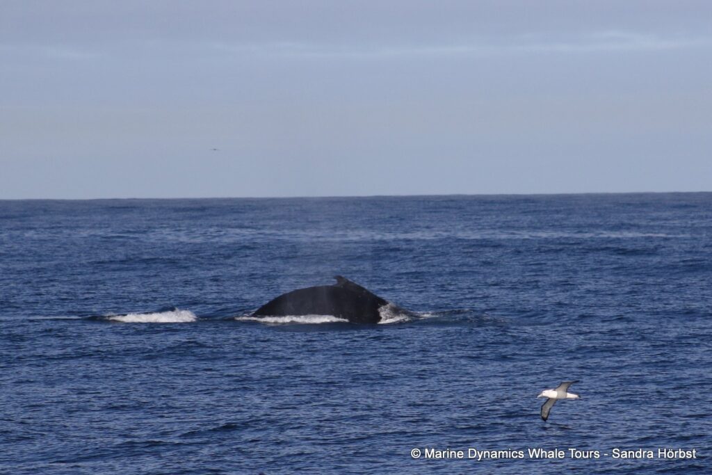 humpback whale, whale watching, gansbaai, south africa