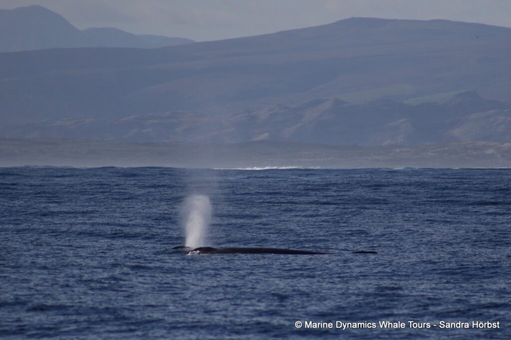 humpback whale, whale watching, gansbaai, south africa