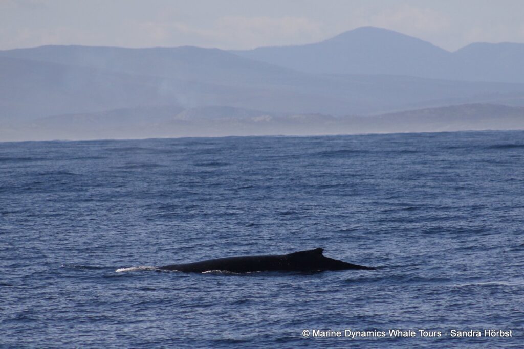 humpback whale, whale watching, gansbaai, south africa