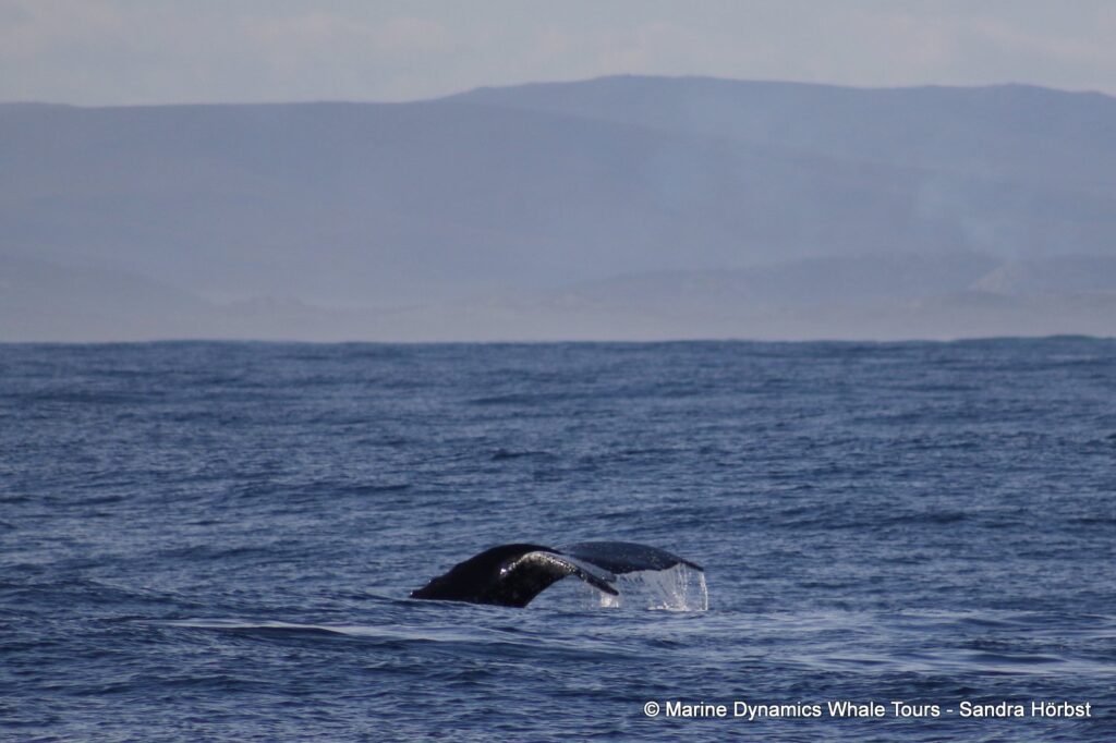 humpback whale, whale watching, gansbaai, south africa