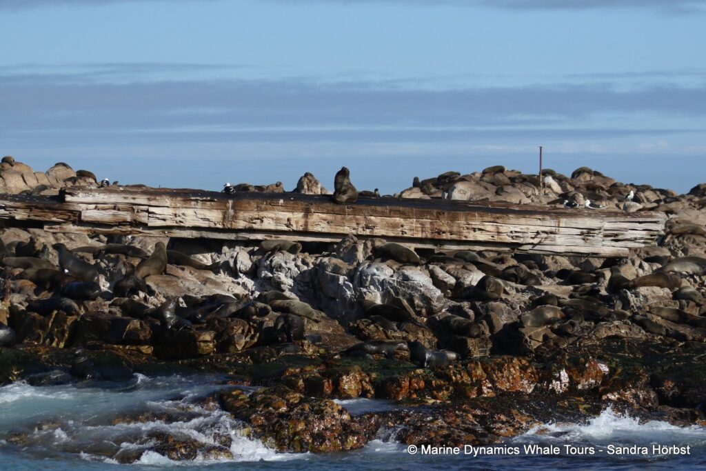 cape fur seal, whale watching, gansbaai, south africa