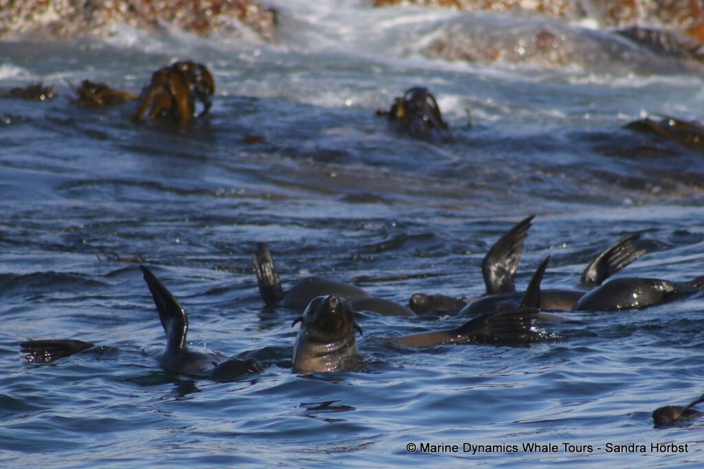 cape fur seal, whale watching, gansbaai, south africa