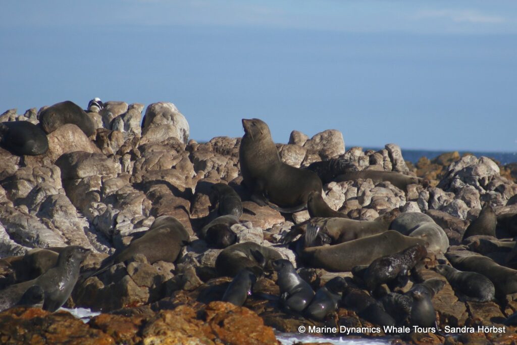 cape fur seal colony, whale watching, gansbaai, south africa,