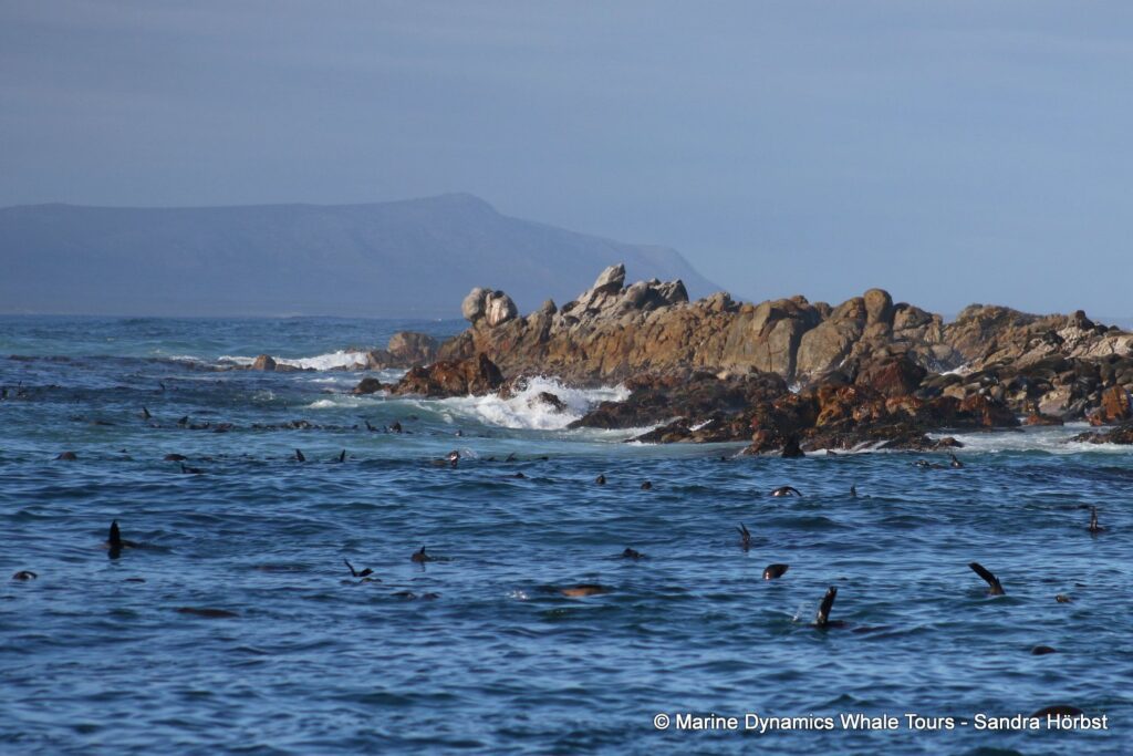 cape fur seal, whale watching, gansbaai, south africa