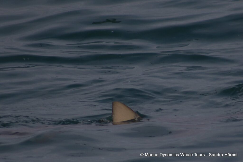 bronze whaler shark, whale watching, gansbaai, south africa,