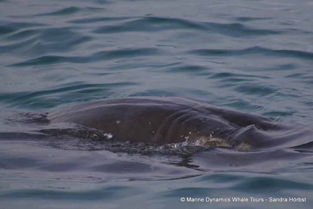 Stingray, whale watching, gansbaai, south africa,