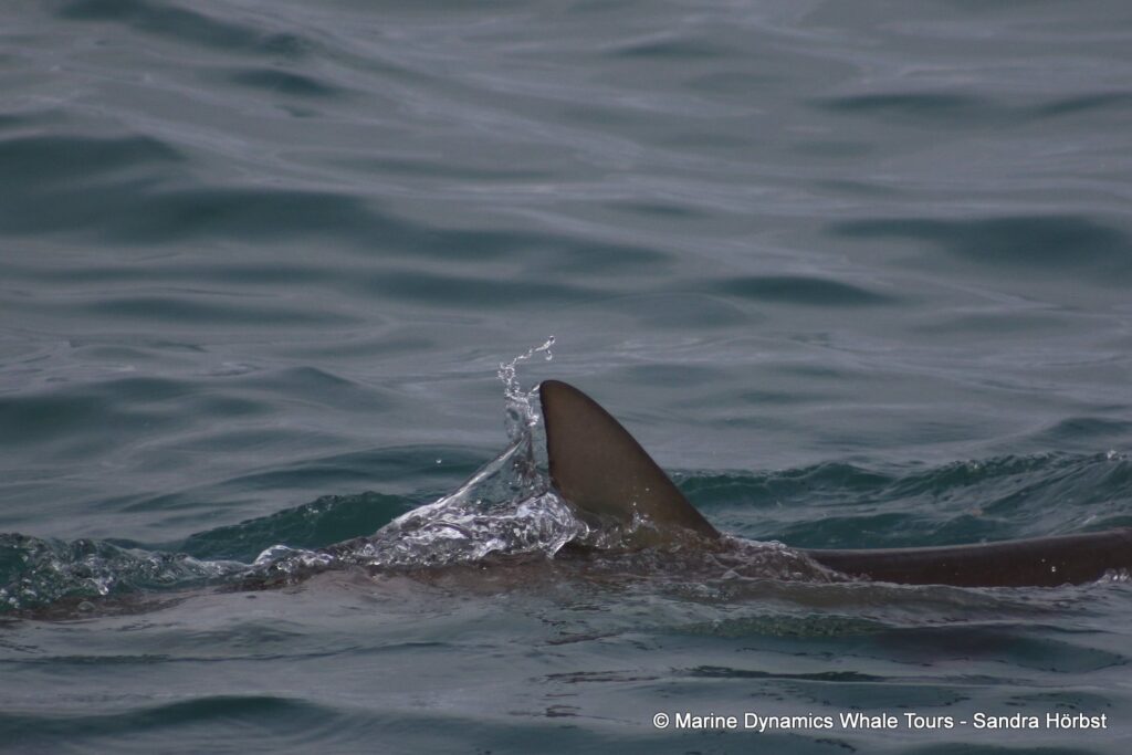 bronze whaler shark, whale watching, gansbaai, south africa,
