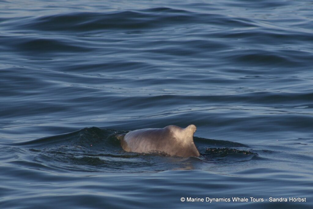 humpback dolphin, whale watching, gansbaai, south africa