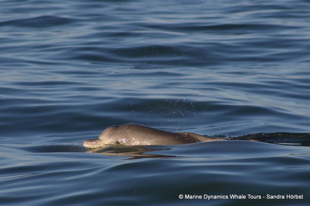 humpback dolphin, whale watching, gansbaai, south africa