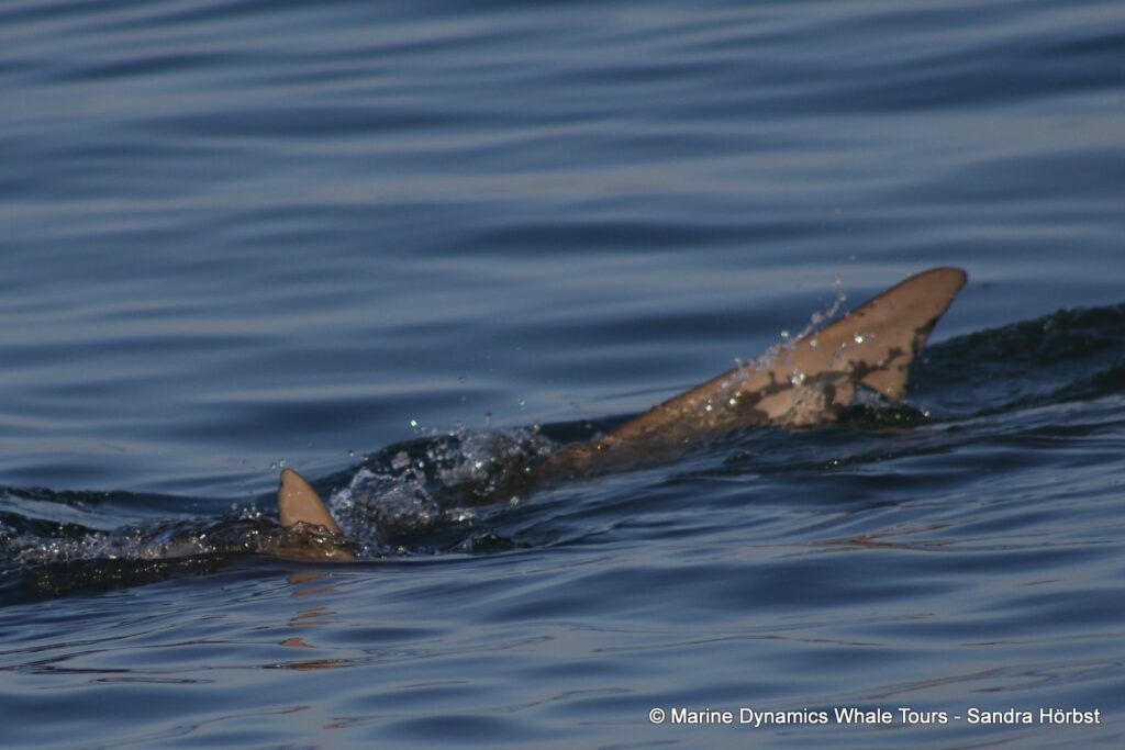 bronze whaler shark, whale watching, gansbaai, south africa,