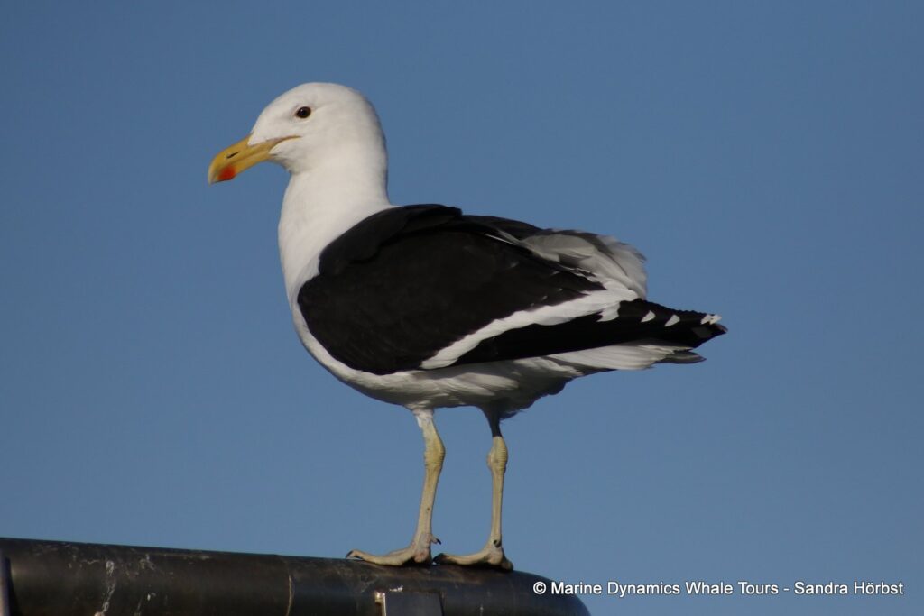 gull, whale watching, gansbaai, south africa,