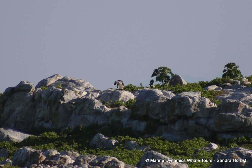 penguins, whale watching, gansbaai, south africa,