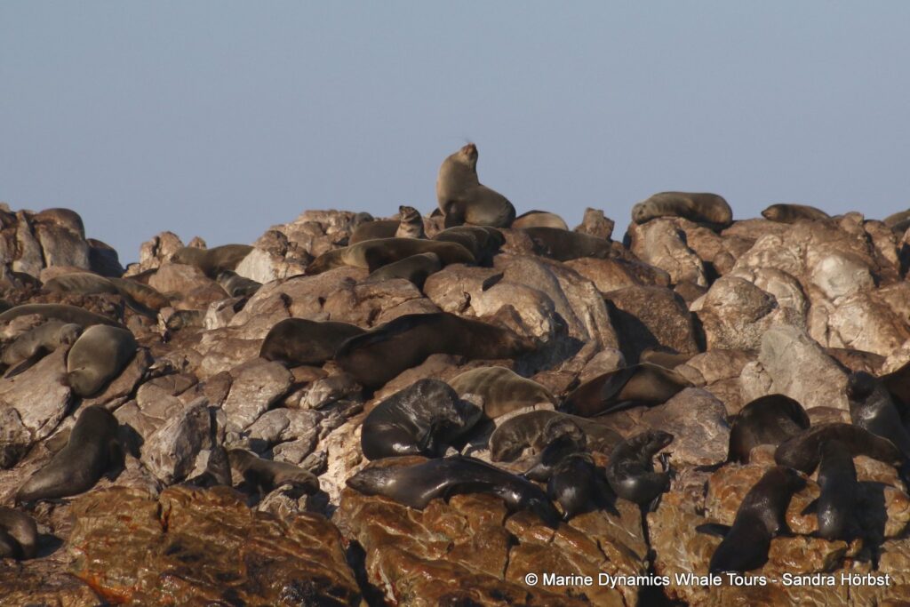 cape fur seal, whale watching, gansbaai, south africa