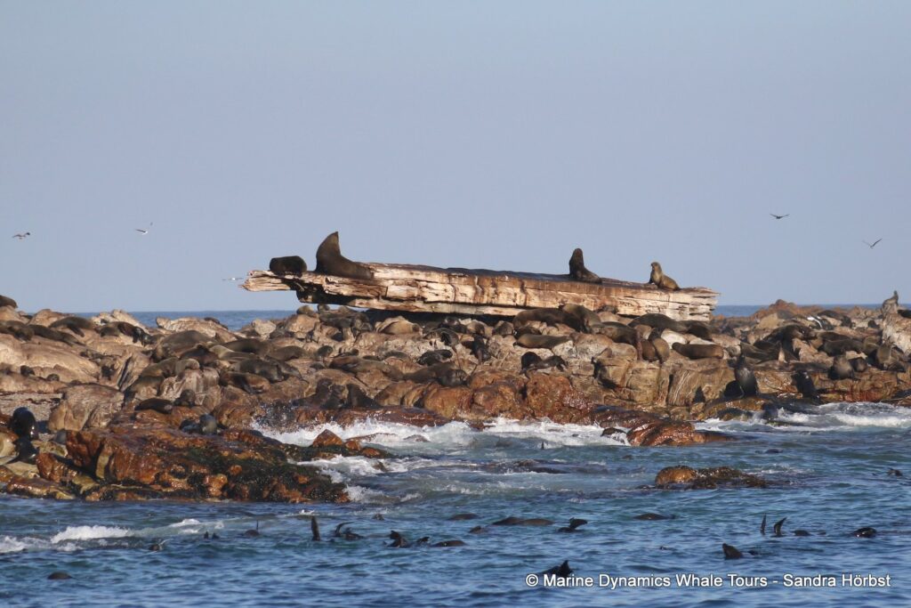 cape fur seal, whale watching, gansbaai, south africa