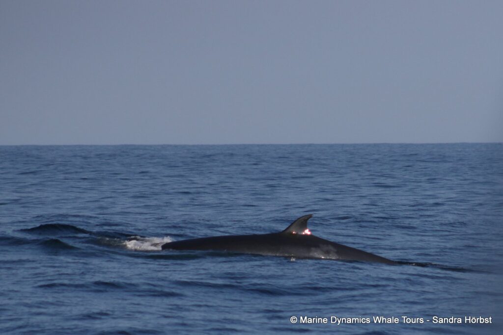 bryde's whale, whale watching, gansbaai, south africa,