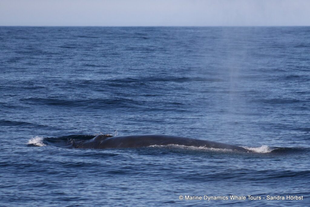 bryde's whale, whale watching, gansbaai, south africa,
